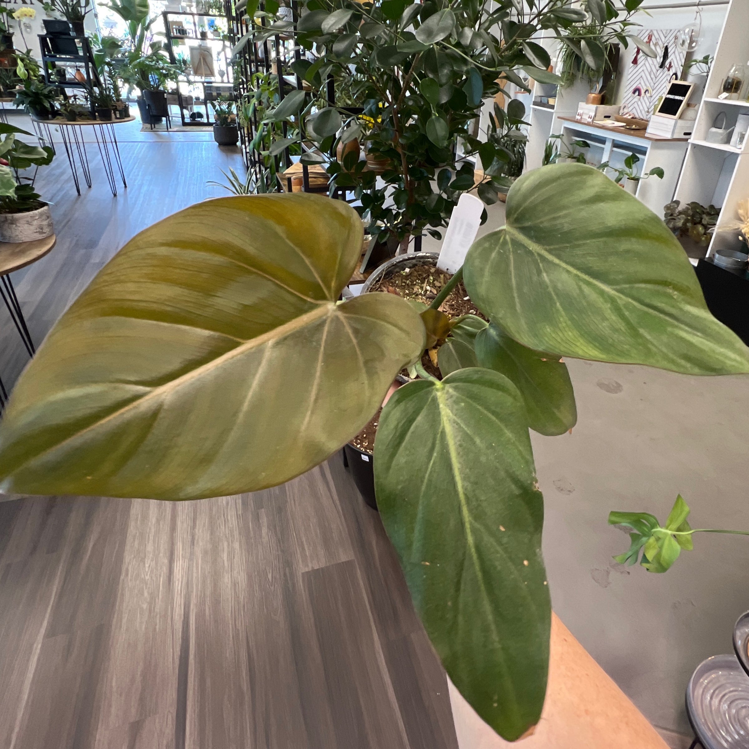 4" Philodendron Summer Glory | Planted Plant Co.