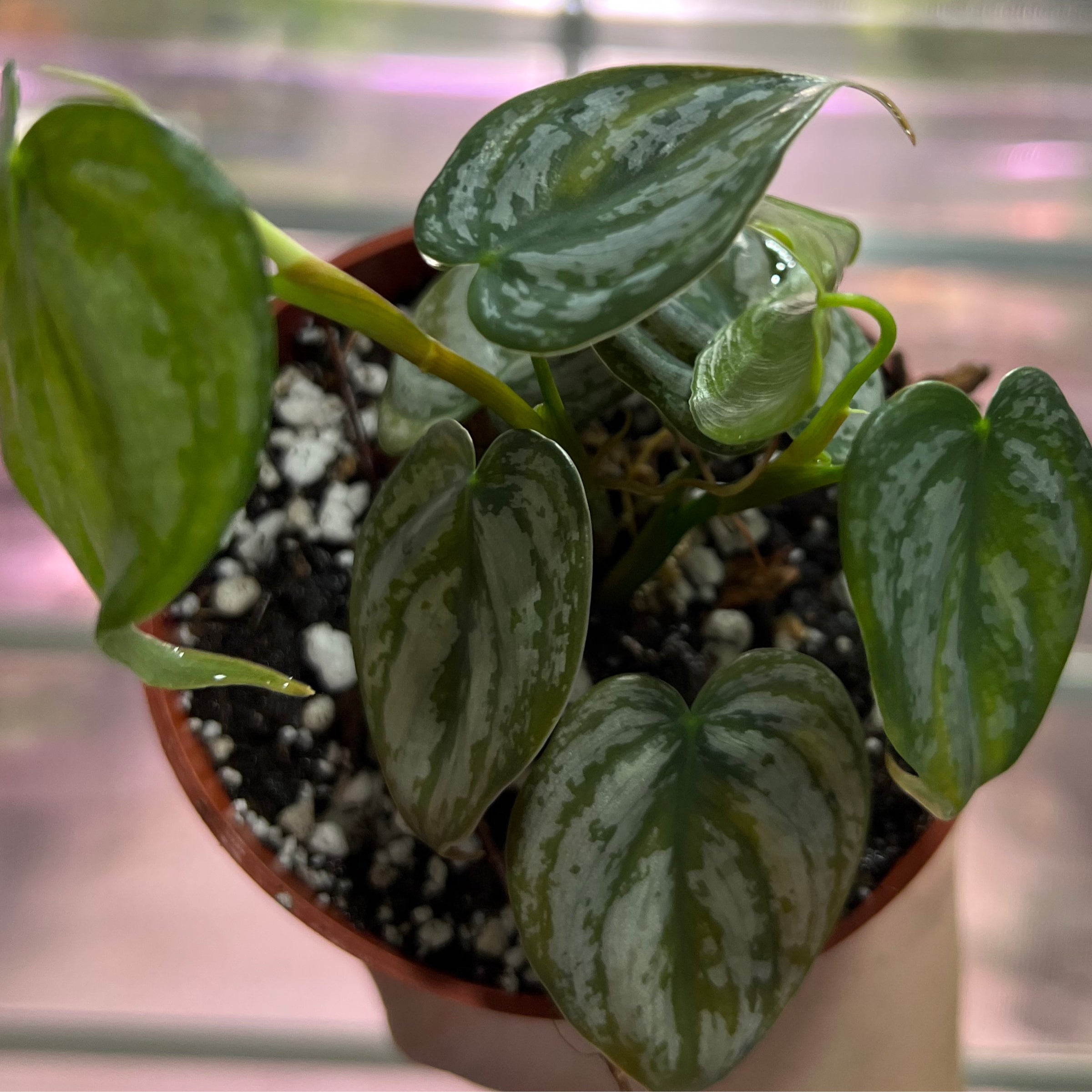 172 magnificum Silver マグニフィカムシルバー Anthurium magnificum 'Silver' - online at Foliage Factory