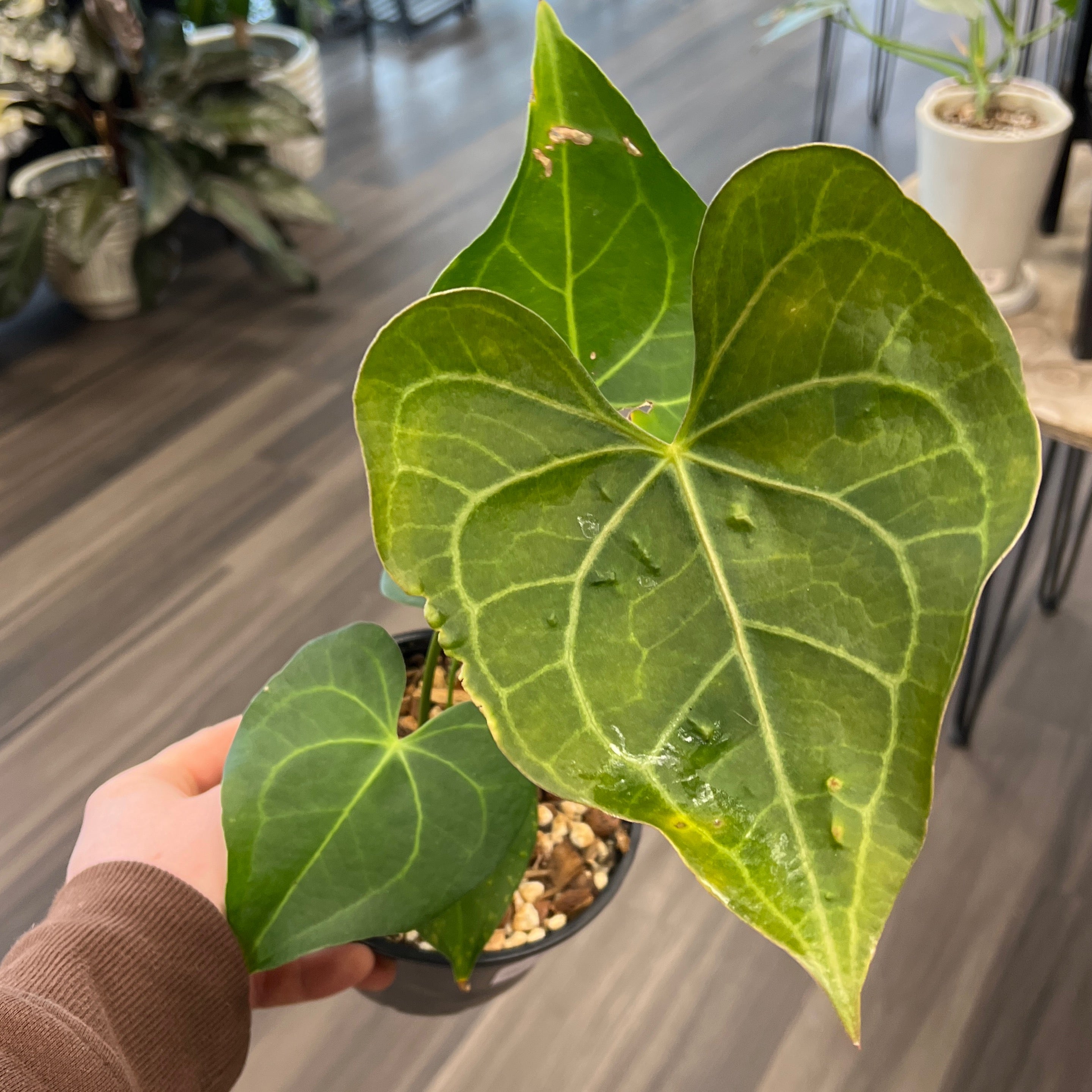 6" Anthurium Pterodactyl | Planted Plant Co.