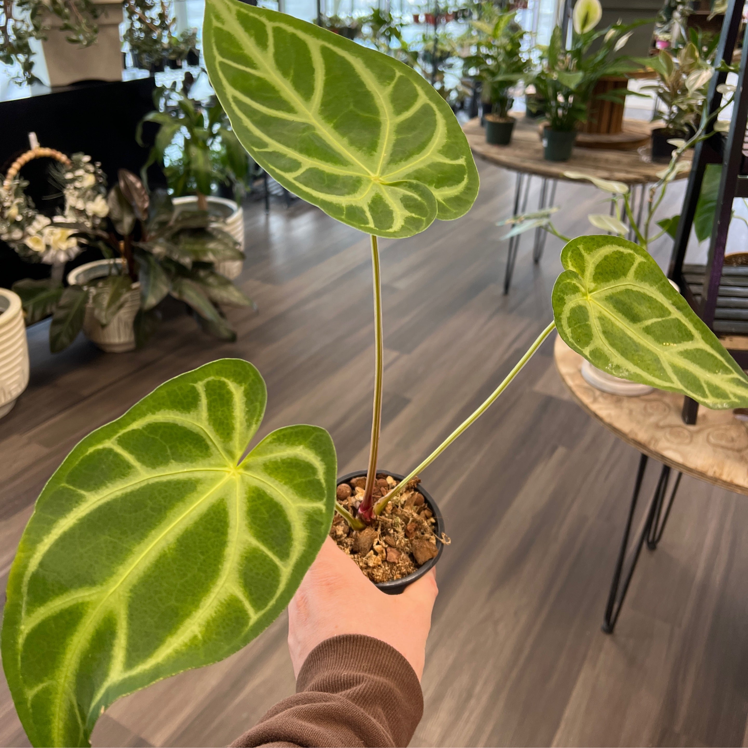 アンスリウム　KOS x マグニフィカムシルバー Anthurium KOS×magnificum silver 子株 アンスリウム KOS x